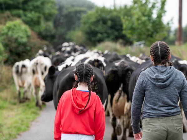 Two girls walking with cows