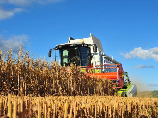 Tractor in Grain Field