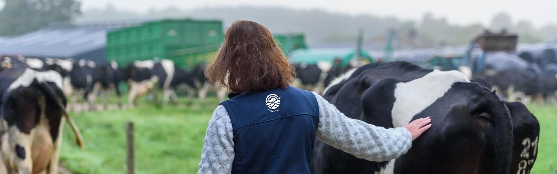 image of a woman and an irish cow